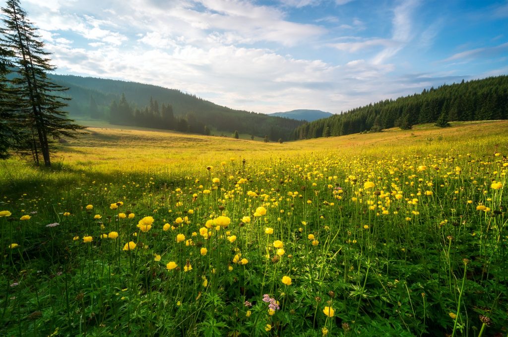 Summer mountain meadow